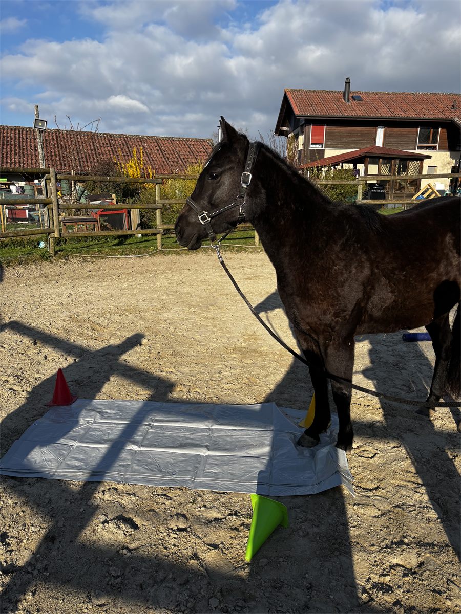 Un cheval noir pose un sabot sur une bâche, entre des cônes de couleur