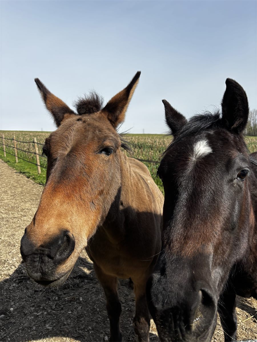 Deux compagnons de l’écurie, tête contre tête, regardent l’objectif