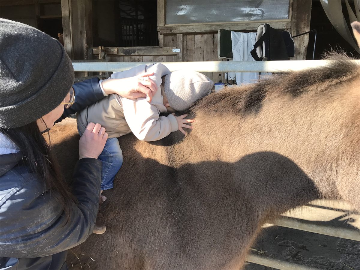 Un enfant allongé sur le dos d’un cheval, accompagné par un adulte