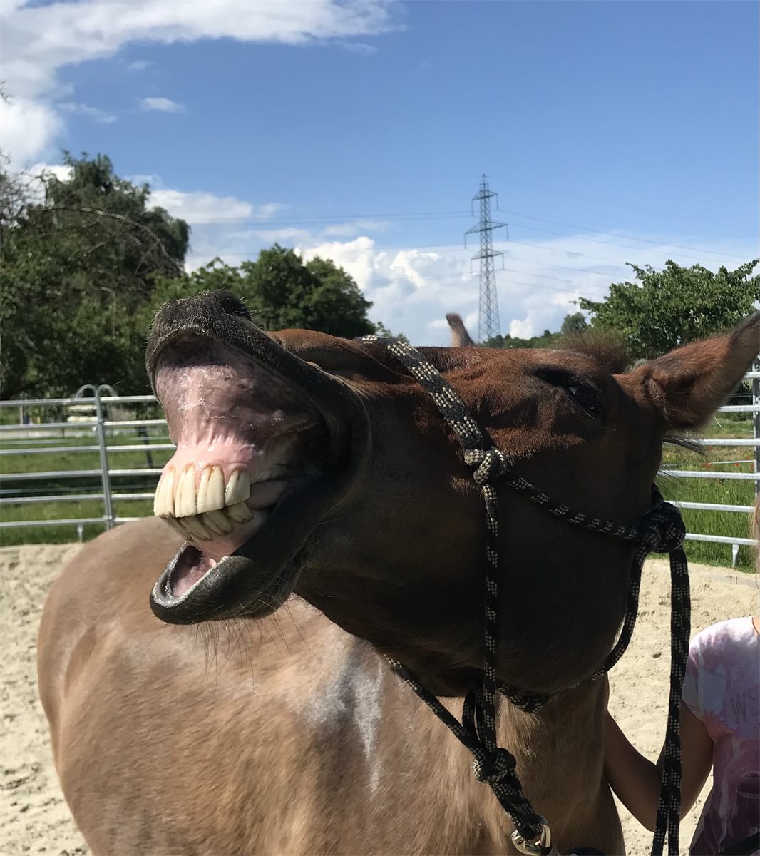 Un large sourire, lèvre retroussée